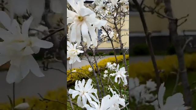 Звёздчатая магнолия в Воронеже смотреть онлайн