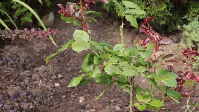 Пересадка розы и прочие хлопоты - обрезка петуний, посадка розы. смотреть онлайн