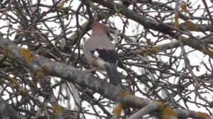 Сойка мяукает как кошка