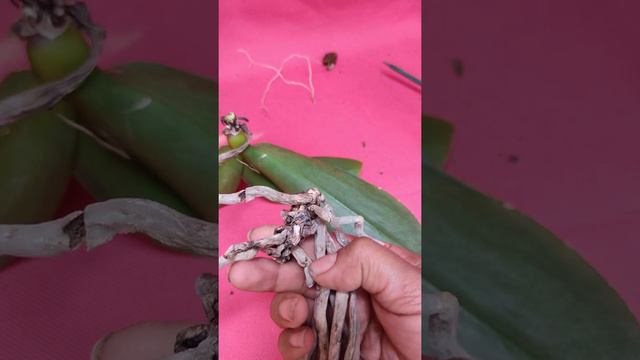 Orquídea Phalaenopsis con 4 años en agua y hoy se cambia a sustrato смотреть онлайн