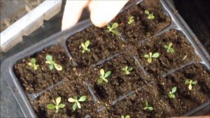 ?  Рододендрон из семян. | Часть 2.  Пикировка 2-х месячных сеянцев.