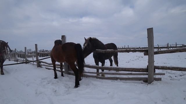 Жеребец /женим жеребца на новой кобыле смотреть онлайн