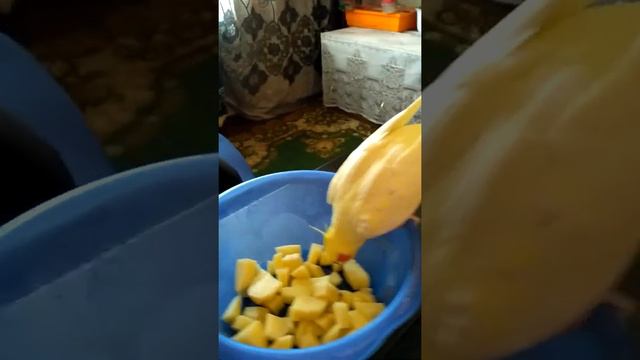 Корелла Кеша любит картошку. смотреть онлайн