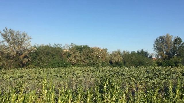 Артишоки в поле, танцы на улице, Фиат 500, ретро, авто, замок в холмах, Милан, Брера, красная стрел смотреть онлайн