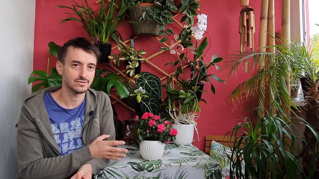 Secrete pentru o Azalee sanatoasa si plina de flori смотреть онлайн