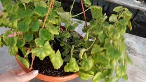 Бегония ГЛУАР ДЕ ЛОРРЕН цветет!!!