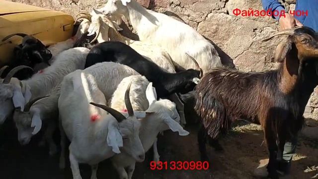 Мол бозори Мискинобод 4 июн 2023 смотреть онлайн