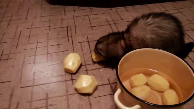 Хорек лучший помощник на кухне смотреть онлайн