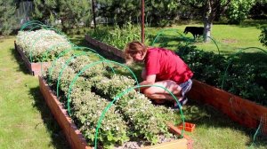 Защита клубники от птиц - натягиваем на грядки сетку