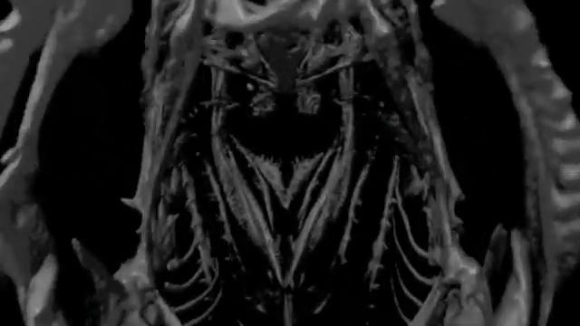 Cobia 3-D X-ray смотреть онлайн