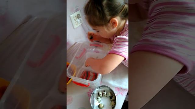 Закладка яичек в самодельный инкубатор смотреть онлайн