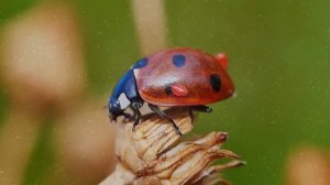 Приметы про божью коровку