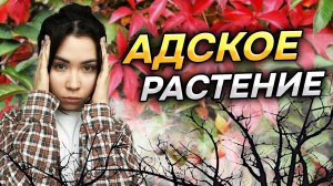 😳ЗЛОСТНЫЙ АГРЕССОР или полезное растение_ (Виноград девичий)