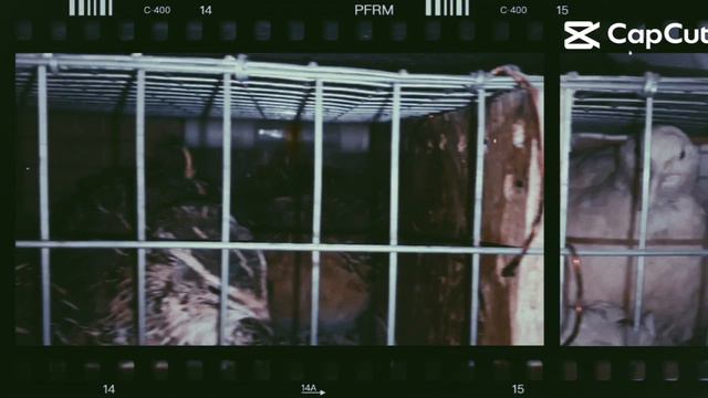 Перепела 7.mp4