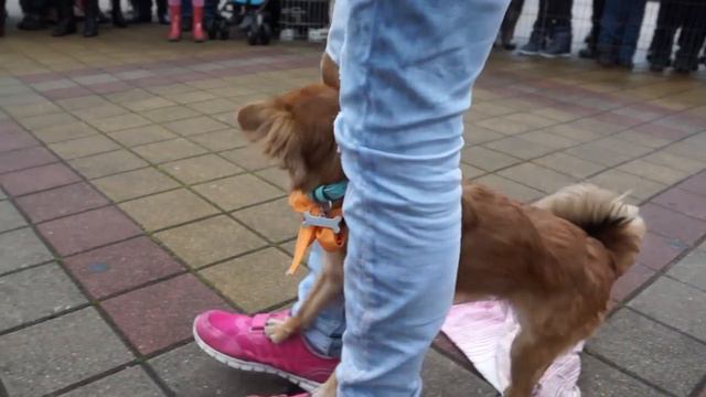 Кубок Барбоса 2015 в Сочи смотреть онлайн