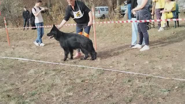 Молодые суки дш - моно в Краснодаре 2023