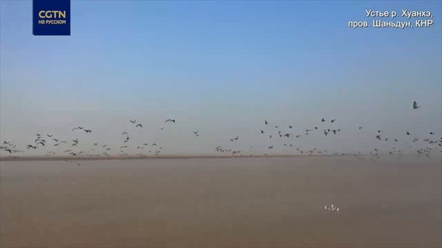 Дикие гуси прилетели на зимовку в район устья Хаунхэ смотреть онлайн