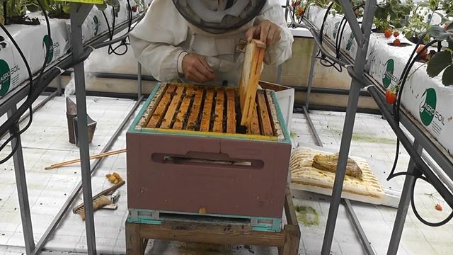 свежая клубника с куста круглый год смотреть онлайн