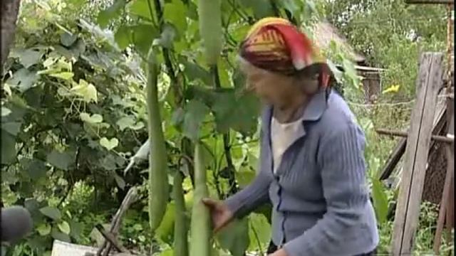 140912 - СЮЖЕТ - Росток - Люфа и крукнек смотреть онлайн