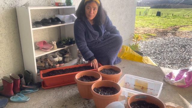 Planting my Tulip bulbs Part 1 смотреть онлайн