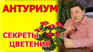 Вот почему ваш антуриум не цветет! Делюсь секретами ухода за антуриумом в домашних условиях