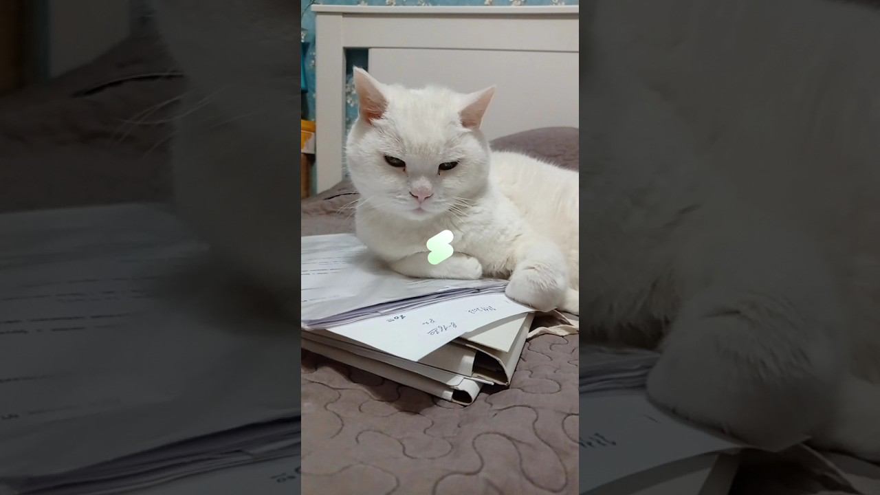 Насколько процентов мы тебе понравились? #shorts #подписка #коттитар #лайк #котики #выбери #милота смотреть онлайн