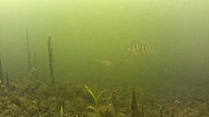 Игра балансира Rapala W5 PRT на окуня, подводное видео