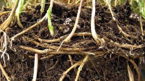 Пырей ползучий – зловредный сорняк и щедрый целитель