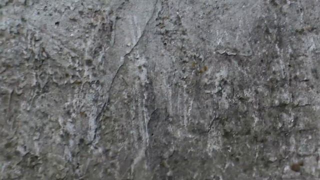 Ульяна в Московском зоопарке Лошадь Пржевальского лягает верблюда смотреть онлайн