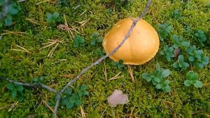 Татьяна. Грибная охота в Финляндии.