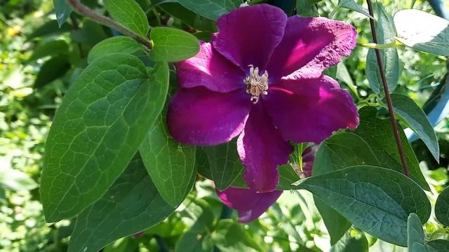 Клематис Кардинал Руж / Clematis Rouge Cardinal