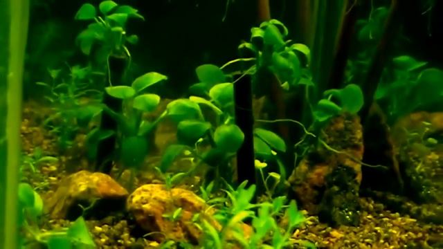 #Aquarium. Аквариум оригинальной формы.