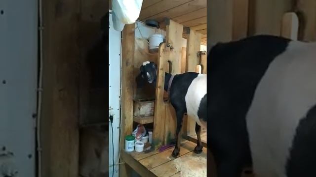 Шикарные Англо-нубийские козы продажа смотреть онлайн