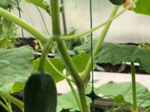Как я подвязываю и пасынкую огурцы в теплице