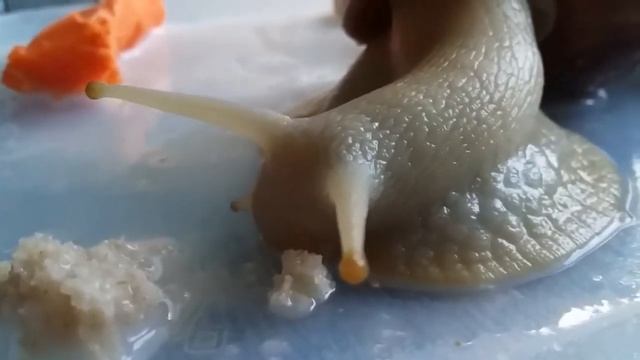 Улитки Ахатины. Achatina snails. Achatina-Schnecken. Escargots d'Achatina. Achatina蜗牛. смотреть онлайн