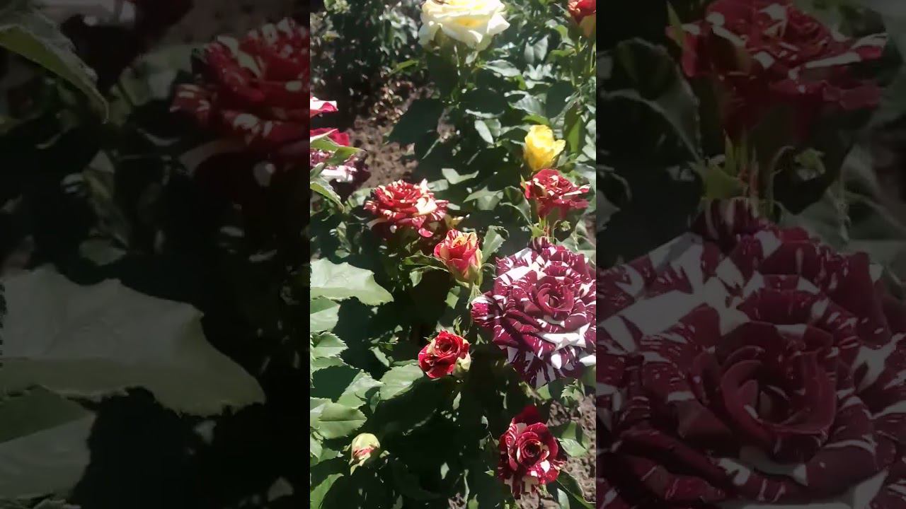 Абракадабра https://rose-bushes.ru/ смотреть онлайн