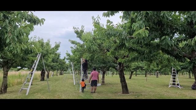Cherry Picking Ontario, Canada смотреть онлайн