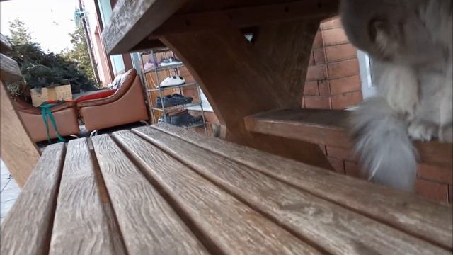 Кошка игнорит Кота Макса смотреть онлайн