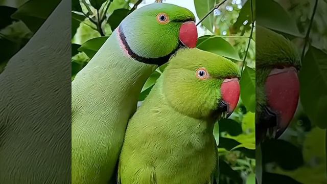 Мы нашли любовь 💘 свою (Игорь Кибирев) смотреть онлайн
