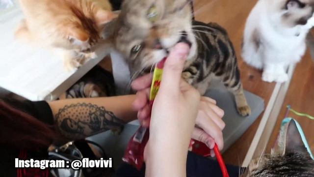 [ #FLOG ] Nge Date sama Kucing di KOPICAT by Groovy || Cat Cafe di Kemang смотреть онлайн