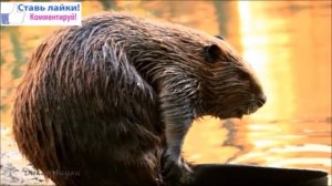 8 класс. Биология. Рукокрылые и грызуны