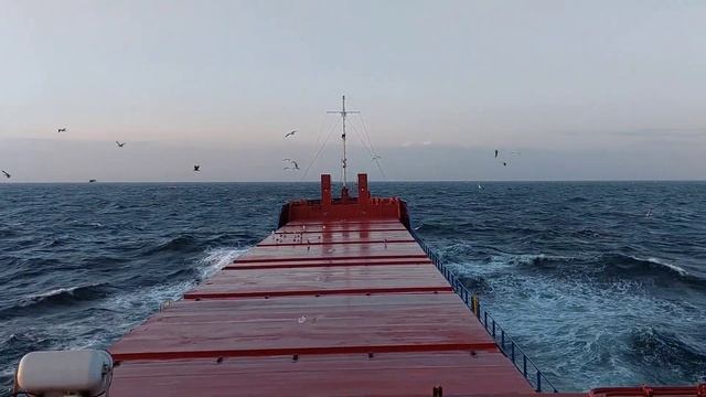 Моряк и Фауна в море | В мире животных | Фауна с последнего контракта | Моряк блогер смотреть онлайн