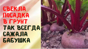 Свекла посадка в грунт Так всегда сажала бабушка
