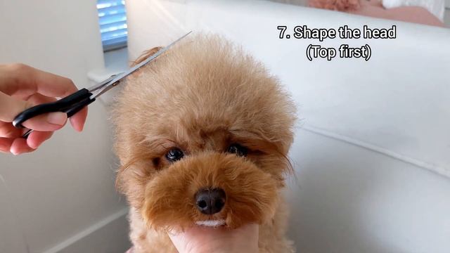 Dog Grooming Tutorial: How I Groom my Maltipoo's Head смотреть онлайн