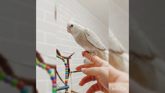 Птенцы безщёкой кореллы смотреть онлайн