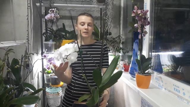 Серая гниль спустя 1,5 месяца после лечения. Болезни орхидей. смотреть онлайн