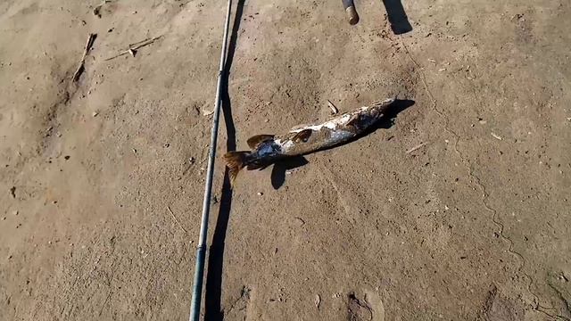 Сломанная рука, не помеха для рыбалки. смотреть онлайн