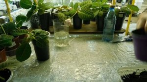 ?Фуксия , пересадка во время цветения ! Ничего страшного . ?