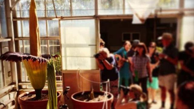 В Австралии зацвел редкий "трупный цветок" смотреть онлайн