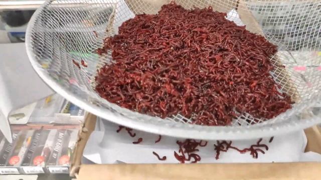 Как ПРОМЫТЬ МОТЫЛЬ в домашних условиях | Лучший способ промыть мотыль | Как долго хранить мотыль смотреть онлайн